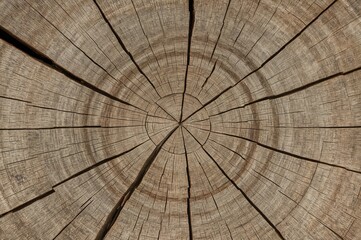 Fototapeta premium Vintage wooden log texture with natural abstract patterns