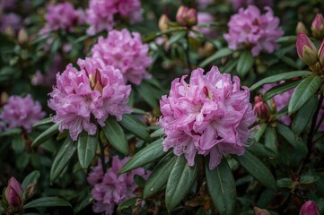 Obraz premium Public Park Showcasing Rhododendron Blossoms