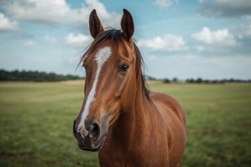 A single bay horse portrait