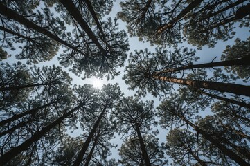 Fototapeta premium Sky obscured by pine tree branches