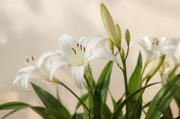 Fototapeta premium Scientific name Gaura lindheimeri of the white rain lily flower