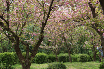 A vibrant canopy of cherry blossoms (sakura) in full bloom. Delicate pink flowers symbolize renewal and the fleeting beauty of life, celebrated during spring hanami festivals in Japan.
