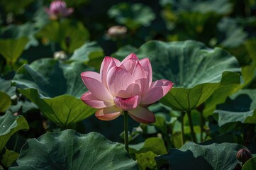 A blossoming lotus graces the garden landscape.