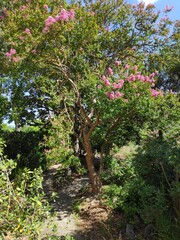Árbol de júpiter © Albert