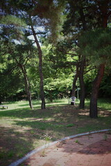 Obraz premium Green park scene with tall pine trees, grassy lawn, and a bench under natural sunlight.