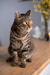 A beautiful cat with a tiger color