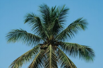 Obraz premium The coconut is a member of the palm family Arecaceae.