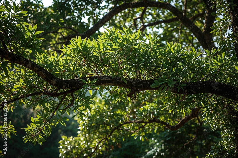 Poster close-up of a towering green tree branch casting shadows from below in a lush tropical setting. back