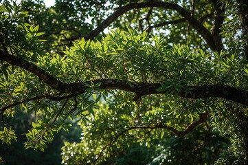 Obraz premium Close-up of a towering green tree branch casting shadows from below in a lush tropical setting. Background includes summer vibes, natural wood textures, vibrant leaves, and a forest landscape filled