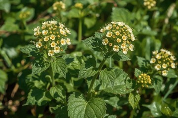 Obraz premium Close-up of a blooming white dead nettle under bright sunlight