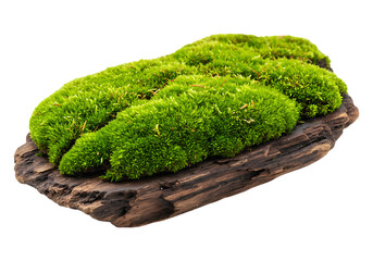 Lush green moss growing on a piece of driftwood isolated on transparent background