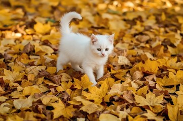 Playful tiny white cat with raised tail on bright yellow autumn leaves, seen from behind on a sunny day