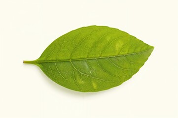 Fototapeta premium Background with textured green leaves