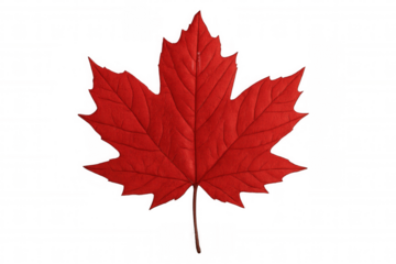 Vibrant red maple leaf floating against transparent backdrop, representing canadian autumn splendor