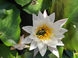 flor de nen&uacute;far loto