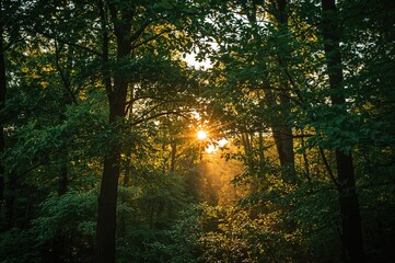 Obraz premium Sunlight Filtering Through Tree Leaves