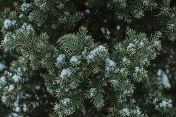 Close-up of juniper cedar tree covered in winter snow