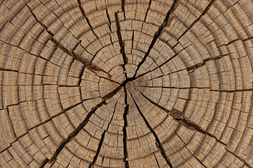 Fototapeta premium Surface pattern of a desiccated tree log