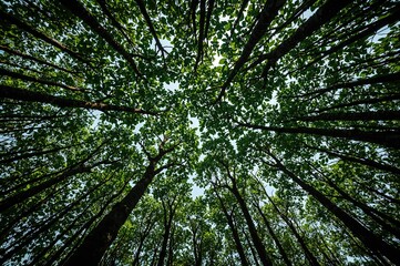 Fototapeta premium Looking up at lush mangrove treetops from below. Eco-friendly carbon storage combating global warming. Promoting ecosystem health and sustainability. Vibrant and eco-conscious surroundings.