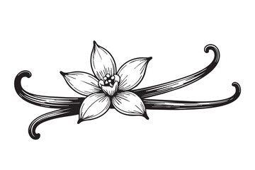 Hand-drawn vanilla flower and pods illustration in vintage engraving style, black and white