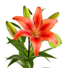 Fototapeta premium Lily with green leaves, isolated on white and transparent background