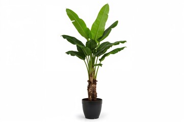 Fototapeta premium Tall banana plant in a dark container against a white backdrop