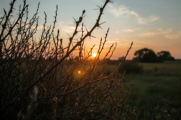 Obraz premium Detailed close-up of a thorny bush at dusk