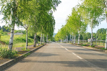 White Birch Trees Lining a Quiet Summer Roadway

