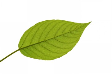 Fototapeta premium A single green leaf from a flower, displayed on a clear white backdrop, forms a stunning and solitary picture from the natural world.