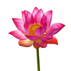 Fototapeta premium Lotus with stem, isolated on white and transparent background