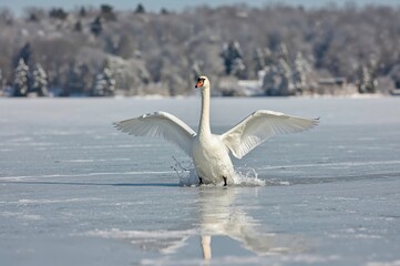 Swan gliding on icy water with wings fully extended, landing and creating a splash
