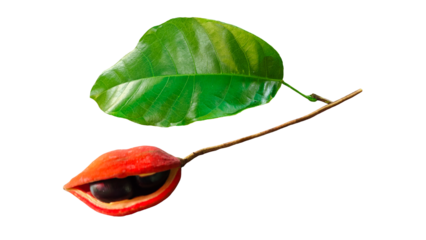 sweet chestnuts (Sterculia monosperma) on Transparent background.
