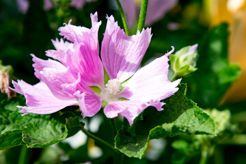 Beautiful pink flower blooms amidst vibrant green leaves in a garden during springtime, showcasing...