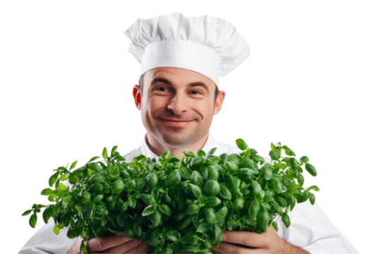 Smiling chef holding fresh green herbs isolated on transparent background. Chef cook cutting fresh greenchef cook cutting fresh green herbs isolated on white background.