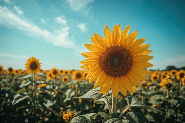 Obraz premium Bright Sunflower Blooming Under Clear Blue Sky