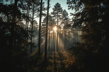 Naklejka premium Sun rays piercing through a dense woodland