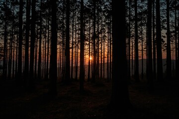 Fototapeta premium Dawn breaking over a forest of pine trees