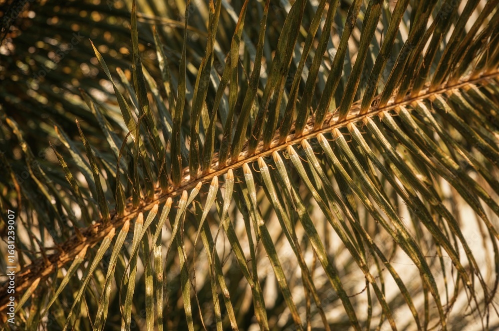 Poster surface pattern of a palm tree