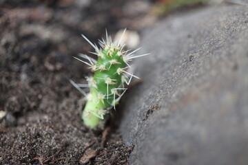 Opuntia polyacantha heacockii Chaffee Co Col 2530 m
