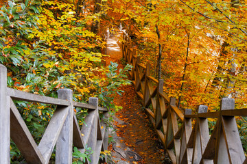 Colorful tree leaves in autumn season.