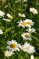 Fototapeta premium Bright daisies bloom in a vibrant garden during springtime showcasing nature's beauty and freshness with sunlight illuminating the petals
