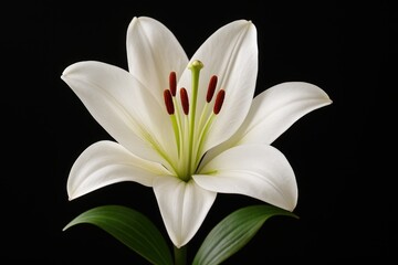 Detailed view of a white lily with a black background