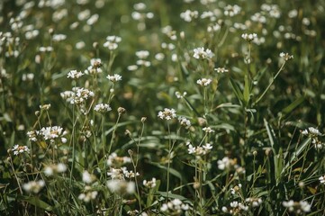 Wild white blossoms in a natural field setting, symbolizing summer and spring growth