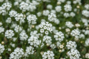 Close-up of a cluster of delicate white lobularia flowers in a meadow garden