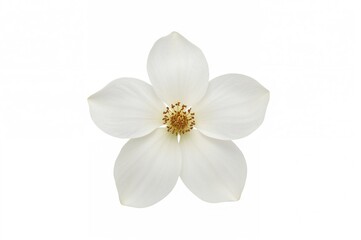 Obraz premium Isolated white jasmine flower against a plain white backdrop with clipping path.