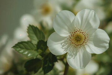 Pale bloom against a soft-focus backdrop