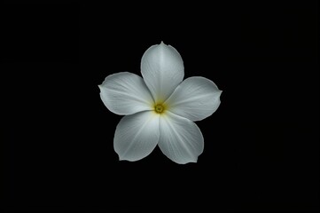 Fototapeta premium Light-colored bloom against a black background