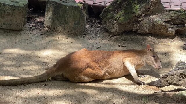 An Agile Wallaby Macropus agilis slowly lies down on dirt ground under bright sunlight. The marsupial adjusts its body posture for resting in its enclosure at Zoo Negara Malaysia.