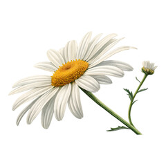 Fototapeta premium A single daisy with white petals and a yellow center with a bud on a black background image view
