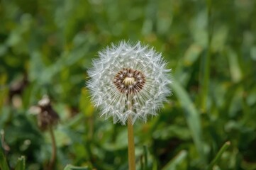Fototapeta premium Simple White Airy Dandelion